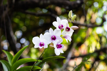 White orchid flower in the garden.