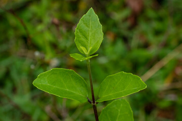 Bright Green Young Leaves and Stem Growing in Nature, Close-up of Vibrant Plant Foliage