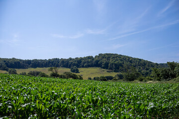field of sweetcorn crops growing in the summer sunshine in Cornwall England