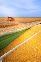 Corn harvest on a farmland in sunset