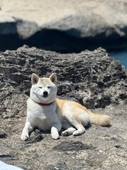 dog on the beach