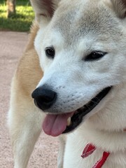 Shiba Inu dog Akita close up
