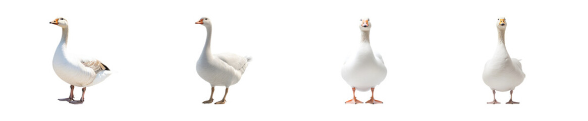 White geese standing in different positions isolated on transparent background