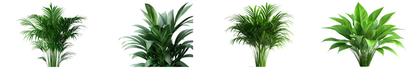 Fototapeta premium Various types of indoor green plants isolated on transparent background