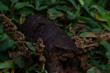 dog excrement