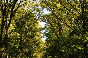 sun shining through trees