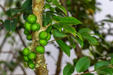 Green jabuticaba fruits grow on the trunks of a jabuticaba tree in an orchard in Brazil