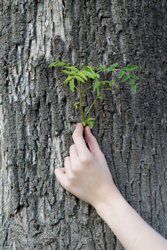 Girl's Hand on the Bark of a Large Tree with a Green Shoot Growing Out