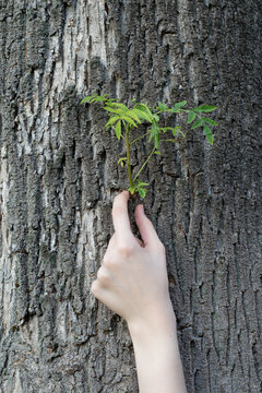 Girl's Hand on the Bark of a Large Tree with a Green Shoot Growing Out
