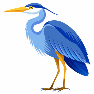 recommend clip art: Blue heron vector illustration isolated on white background 