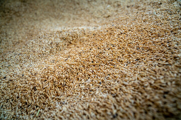 Golden yellow wheat grains. Wheat grains transported to the mill for flour