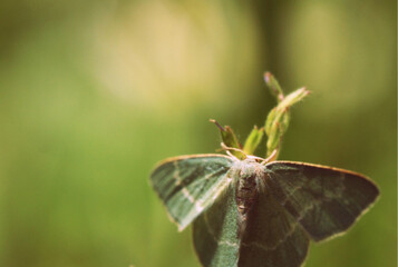 butterfly on a leaf