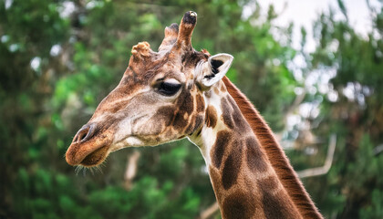 Obraz premium Giraffe face portrait, green trees on backdrop. Wild African animal. Safari park. Zoo concept.