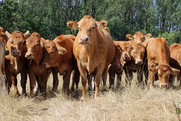 Zucht von Limousin-Kühen auf einem Feld auf einem Bauernhof in Deutschland. Deutsche Kühe auf einer Wiese, das im Sommer auf der Weide weidet