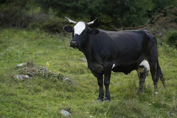 Beautiful cow grazing on green grass outdoors