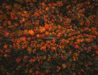 Epic Overhead View of Camper Van Driving Forest Road in Autumn. Colorful Trees Looking Straight Down Scenic Landscape Moody Autumn Vibes