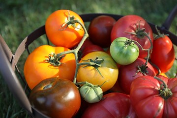 Different fresh tomatoes in metal basket on green grass outdoors, closeup