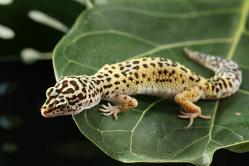 Obraz premium One beautiful gecko on green leaf. Exotic pet