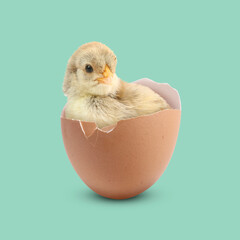 Cute fluffy chick hatched from egg on turquoise background