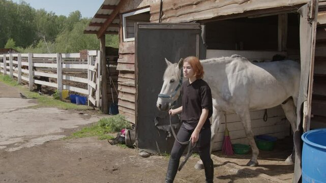 Full shot of young female horse rider wearing comfortable for training clothes holding reins and leading white horse out of stable for a ride in countryside