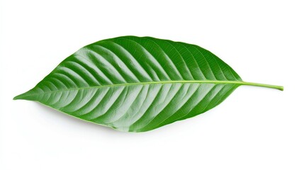 Obraz premium Vibrant Green Cocoa Leaf on White Background, showcasing the intricate texture and vivid color, ideal for botanical studies, culinary uses, and natural product designs.