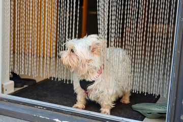 West Highland White Terrier standing in a doorway with a beaded fly curtain.