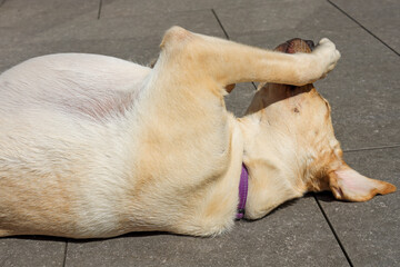 A blonde Labrador Retriever is lying on its back, relaxing with its paws resting on its nose.