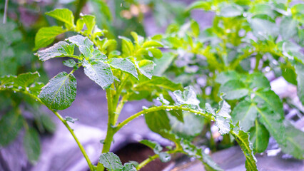 The potato (Solanum tuberosum) tree is watered by farmer in the morning