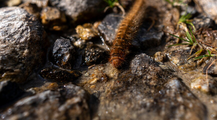 ants on the ground