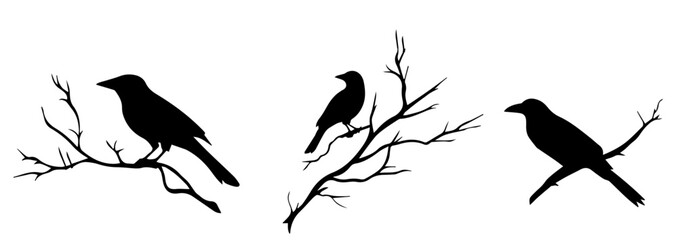Obraz premium Silhouettes of three crows perched on bare branches in minimalist design against a white background