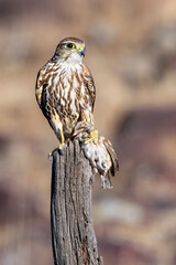 Merlin Bird with a Vesper Sparrow