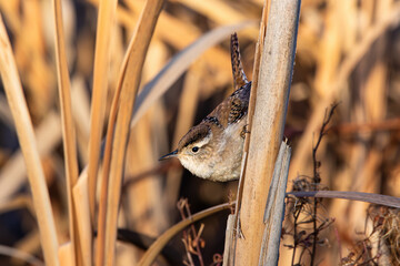 Marsh Wren sitting on cattail in a marsh in winter
