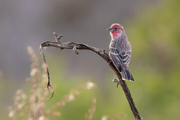 House Finch