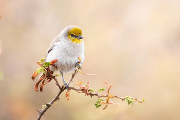 Verdin Bird sitting on a catclaw plant