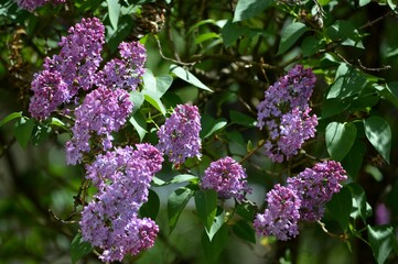 purple lilac in spring