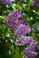 Obraz premium purple lilac in spring