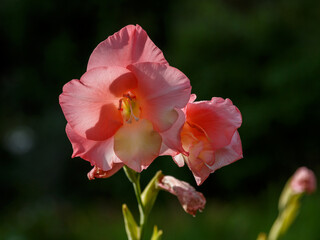 Obraz premium A close-up of a pink and white gladiolus flower blooming in a garden