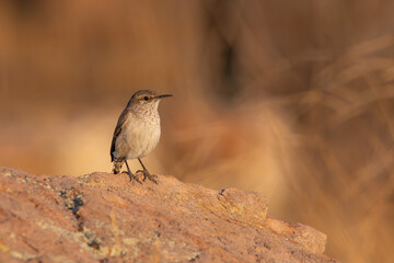 Rock Wren perched on a rock