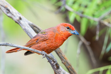 Summer Tanager perched on dead branch