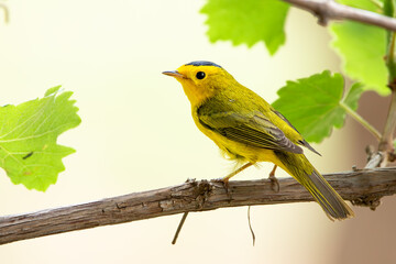 Migrating Wilsons Warbler sitting in a Vine