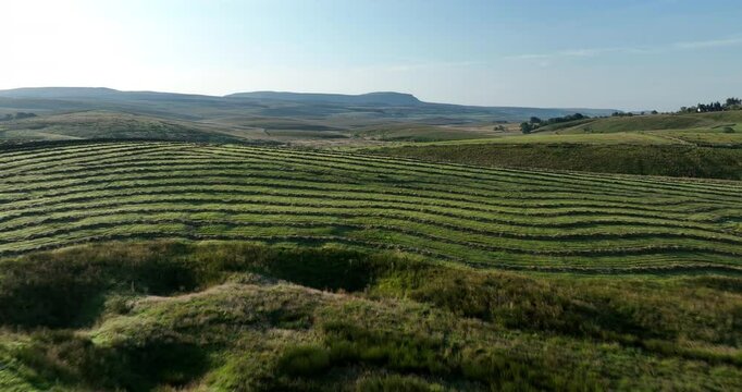 Aerial shot of rows of mowed hay in Ribblesdale