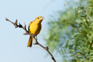 Female Summer Tanager