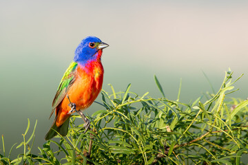 Painted Bunting