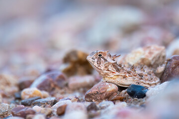 Horned Toad