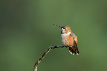 Rufous Hummingbird
