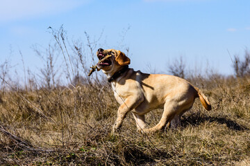 Cute young labrador retriever dog running with stick at the meadow on early spring