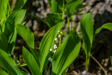 Obraz premium Lily of the valley (Convallaria majalis) in blossom