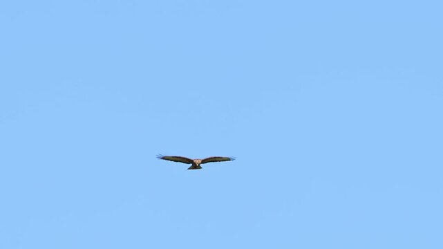 Common buzzard buteo buteo flying in the sky. Slow motion.