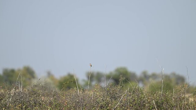 Whinchat Saxicola rubetra. A bird sitting on a branch in the wild. Slow motion.