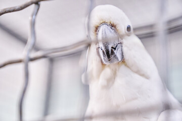 Close-up of a white cockatoo, behind a mesh fence at the zoo. The white parrot is a bird of the wild that can talk to the space for copying. High quality photo